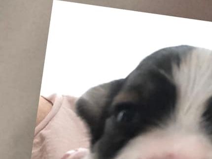 Röd Tik 2 v