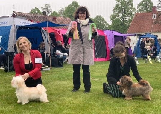 Hugo BIR valp i Hässleholm 2019. Domare Pirjo Aaltonen.