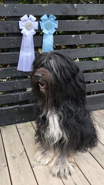 Mac fick R-CERT o CACIB med sig hem från Bornholm, Danmark 2018. Domare Ozan Belkis.