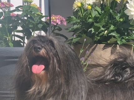 Mamma: SE UCH, DK UCH Happy Friend's Amusing Anya 