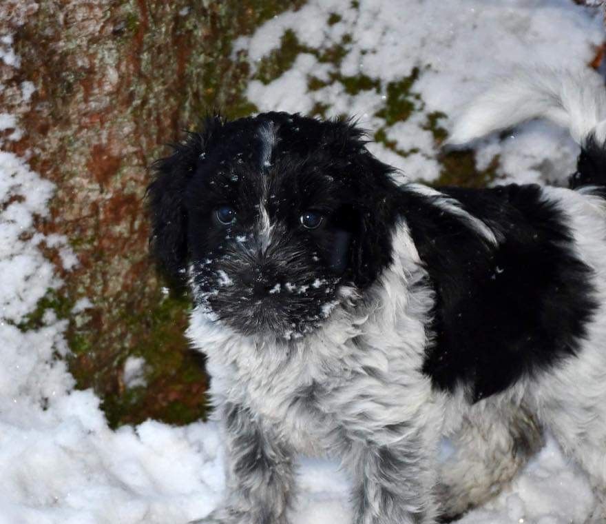 Inca, foto: Cecilia Wahlstedt.