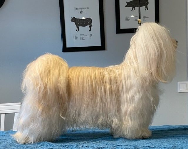 Hugo 3 år