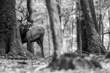 _MG_0049bis