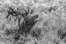 _MG_0291