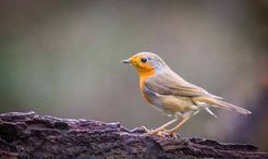 _MG_0382-Modifier