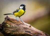 _MG_0387-Modifier