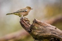 _MG_0402-Modifier