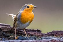 _MG_0419-Modifier-Modifier-2