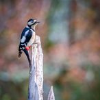 _MG_0800-Modifier-3