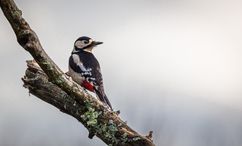 _MG_0827-Modifier