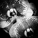 _MG_0920-Modifier