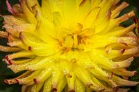 _MG_5326-Modifier