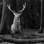 _MG_6470-