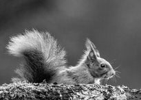 _MG_7605-Modifier