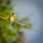 _MG_8982-Modifier