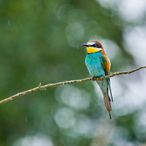_MG_9402-Modifier