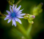 _MG_9737
