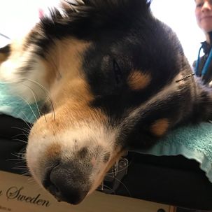 hund får akupunktur i pannan
