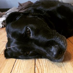 hunden myra får akupunktur
