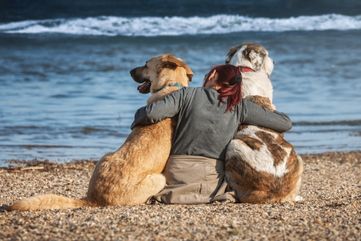 dogs-4220163