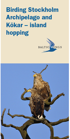 Birding Stockholms Archipelago and Kökar