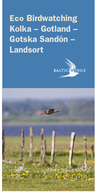 Eco birding Kolka-Gotland-Gotska Sandön-Landsort