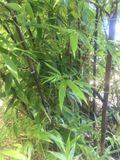 Phyllostachys nigra