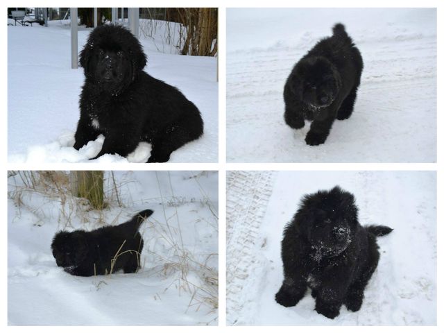 
Vinter og snø er nytt, vått og spennende for den lille valpen.
