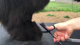 
Klipper videre med efilerings saka også rundt potene. Vær forsiktig med å kutte for mye. Negler skal ikke være synlig. 
(bilde fra YouTube publisert av Notta Bear Newfoundlands)