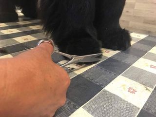 
Avslutter med buet saks og runder poten.  Vær forsiktig med skarp saks.