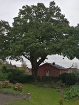 Beskæring i Nordjylland