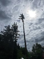 Træfældning i Nordjylland