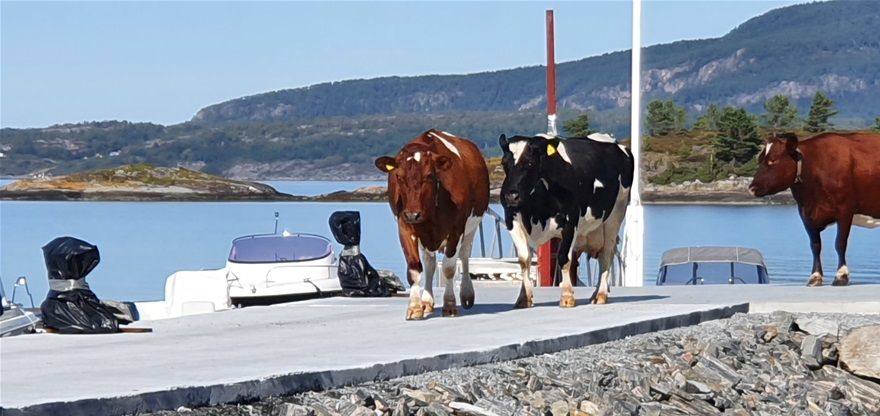 Dagens bilde 8.september 2022: kyr på molo