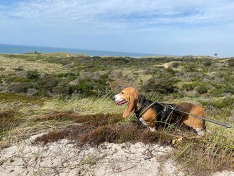 Idefix nyder udsigten i Thy