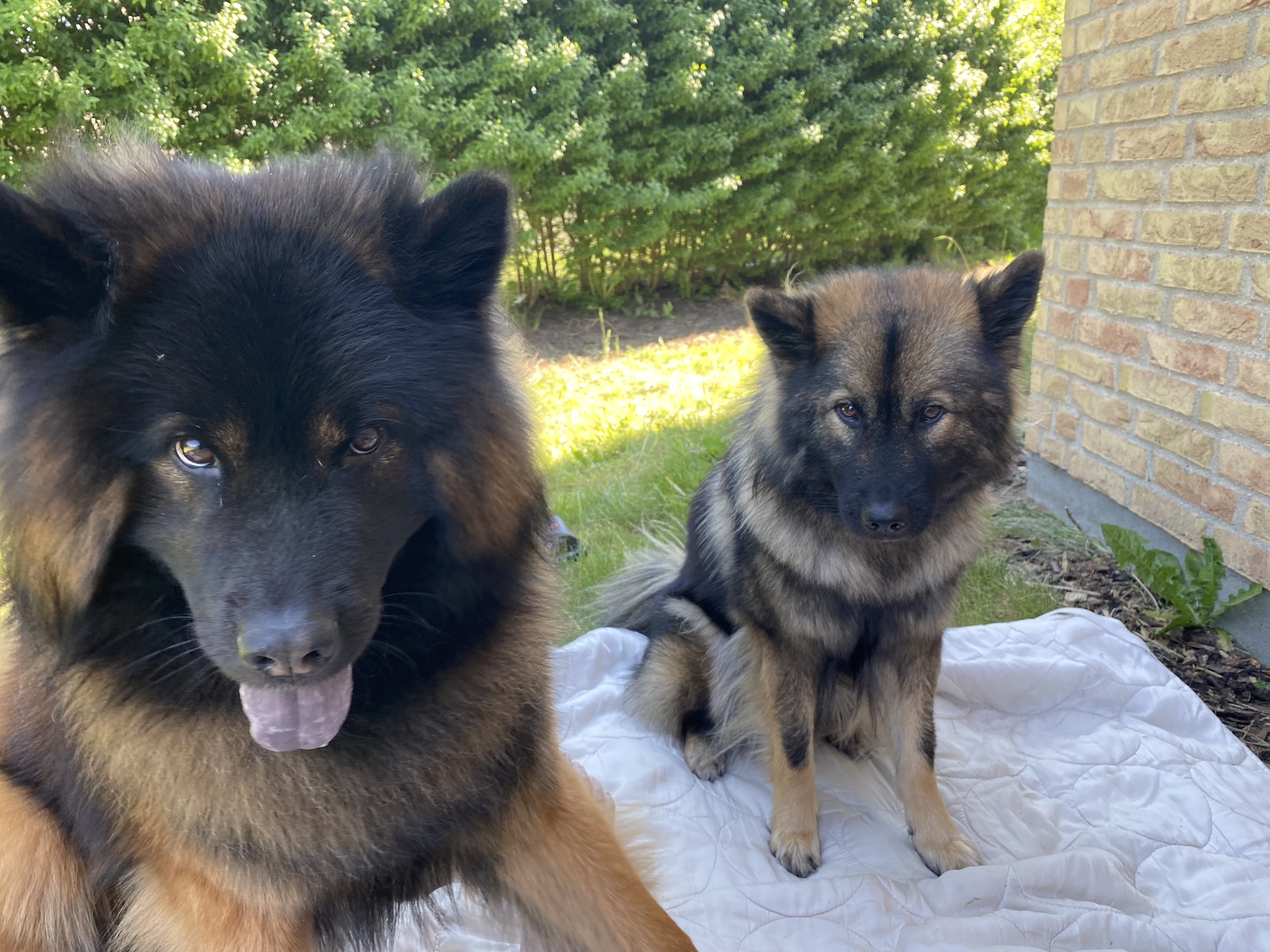 Becca & Baloo - 3 år