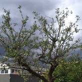 Obstgehölzschnitt