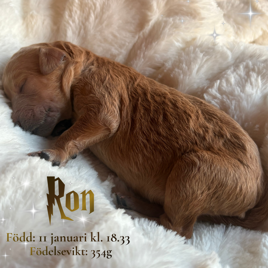 3_Ron