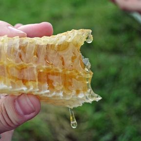 honungskaka