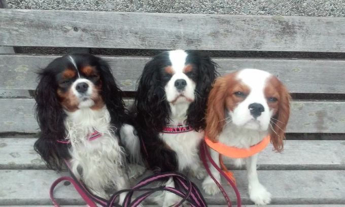 Bebis, Fiona och Rocky som bildar namnet Befiro