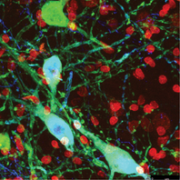 Behavioural Neuroscience Lund University Andreas Heuer BNL optogenetics chen-genetics dopamine transplant