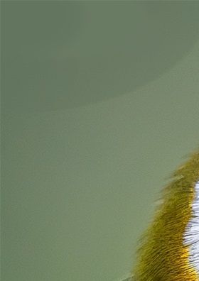 This Red-Headed Barbet has been listening to Yahusha (He loves redheads too you know!) Yahusha took the 10 main Instructions from His Eternal Blood-Covenant and summarized them into 2: 
