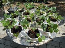 14 Kaffeefilter gefüllt mit Erdbeeren