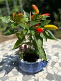 Chilli-Snack im blauen Teekrug