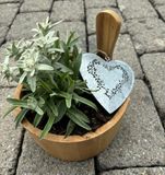 Edelweis mit Herz in Bottich