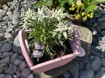 Edelweiss