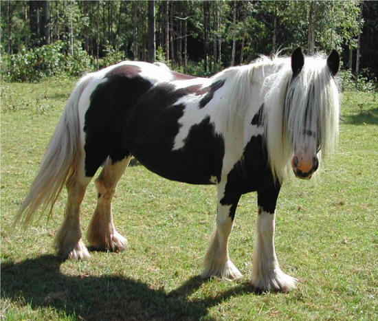 Molly, Hällsjön