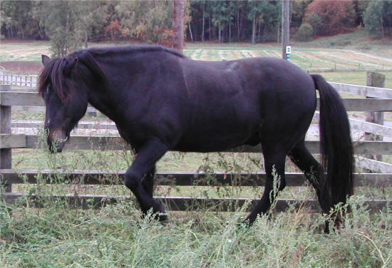Kjartan, Täby