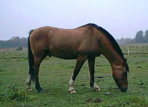 Polaren, Stjärnborg