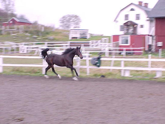 Tuffin, Stjärnborg