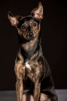 Benjy_Rich_Seance_photo_Shooting_Geneve_chien (1)
